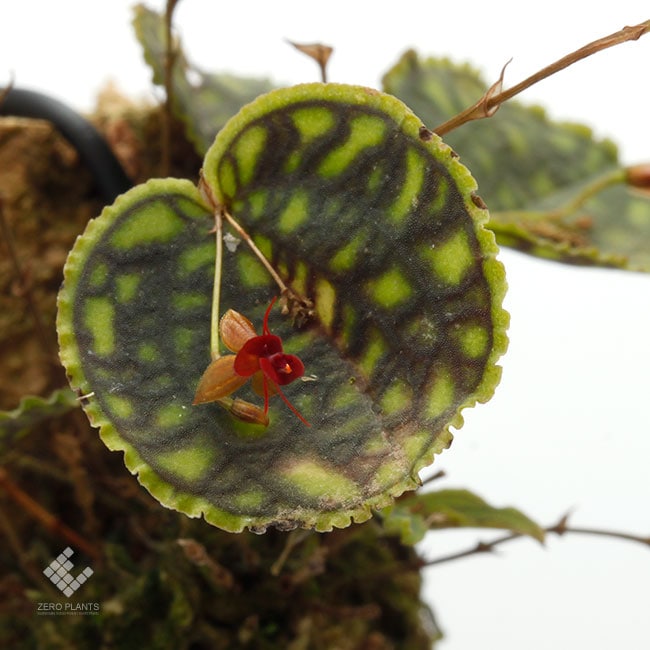 Lepanthes calodictyon [ レパンテス・カロディクティオン