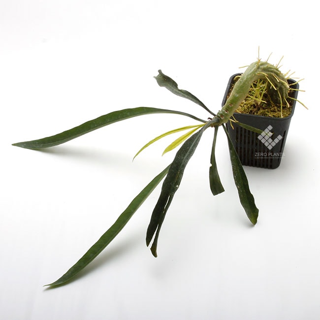 Myrmephytum longissimum (nomen nudum) [ ミルメフィツム