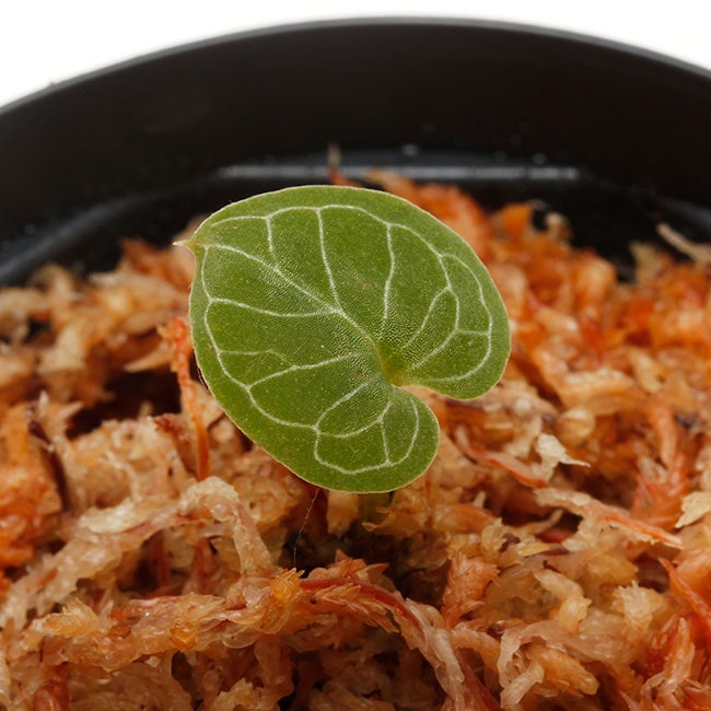 Corybas pictus [ コリバス・ピクタス ] 【 PN200124-15 】 【 奇怪で