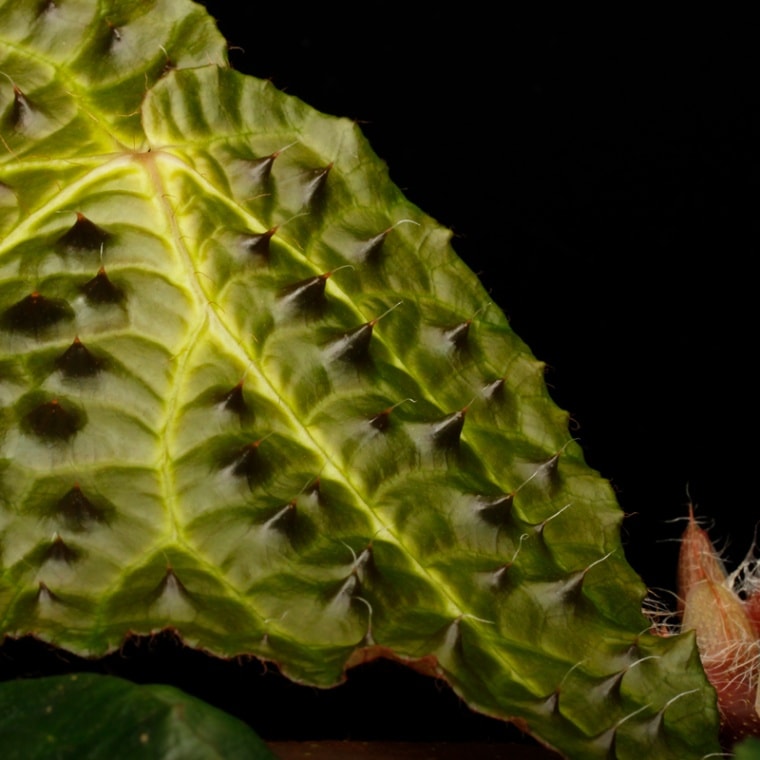 Begonia ferox [ ベゴニア・フェロックス ] 1ポット 【 ブラックの無数