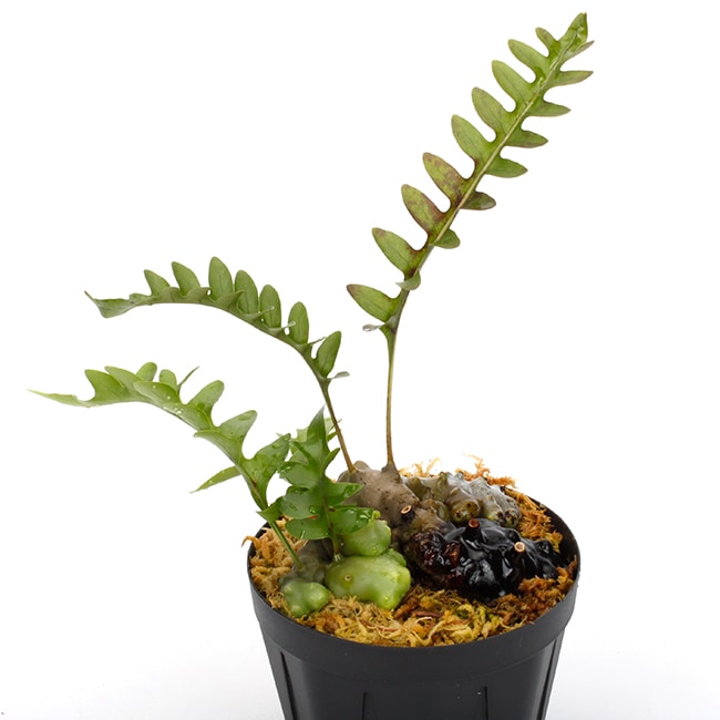 Lecanopteris luzonensis [ レカノプテリス・ルゾネンシス