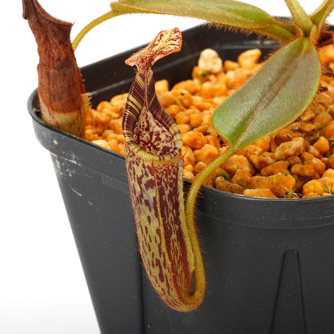 Nepenthes mollis (N. hurrelliana) [ ネペンテス・モリス ] 【 Borneo