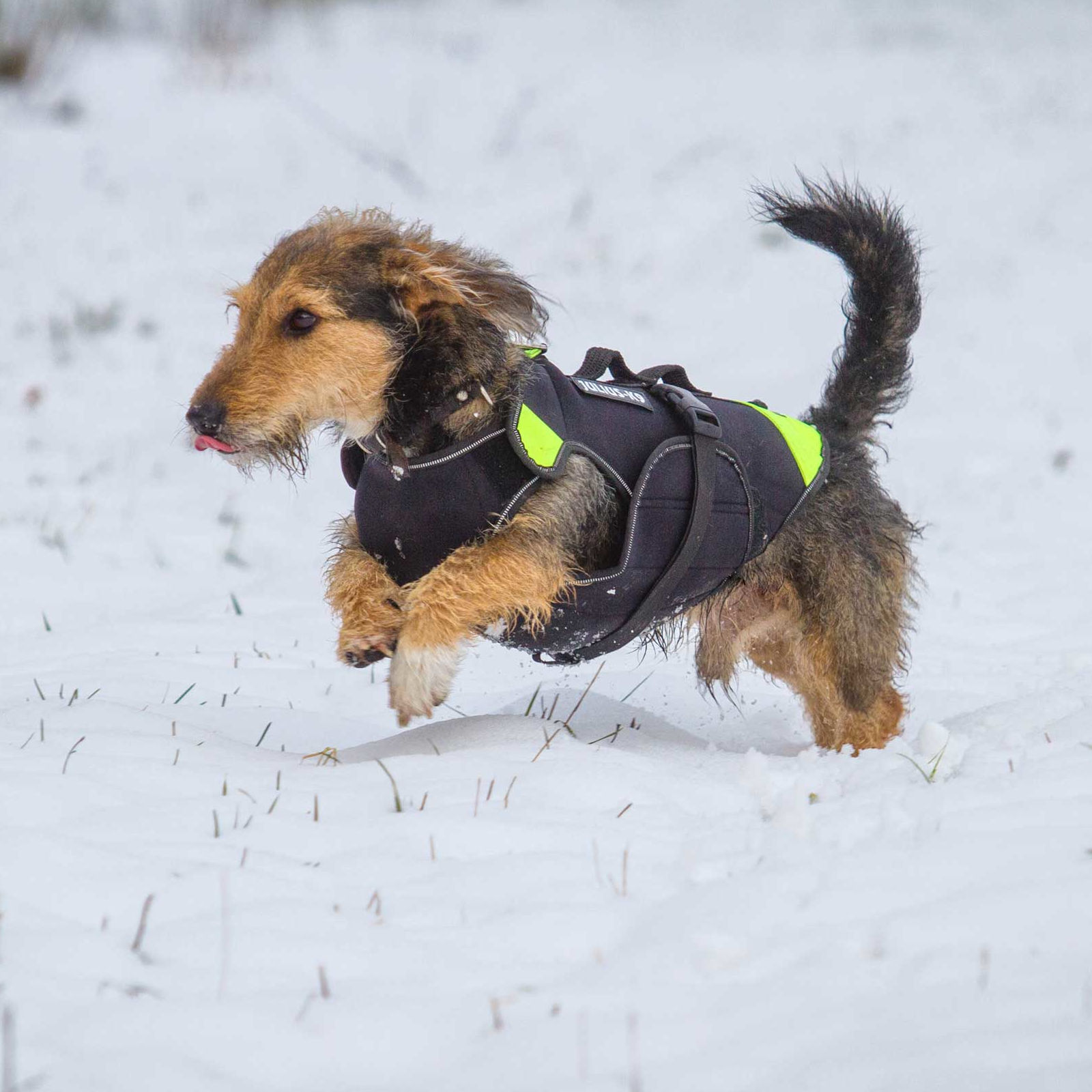 IDC Multifunctional 3in1 dog vest (多機能 3in1 ドッグベスト