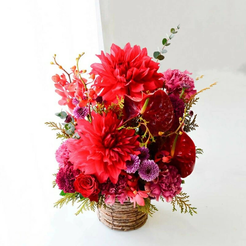 Omakase_ Dahlia garnet 04 ～ おまかせ ダリアガーネット 04