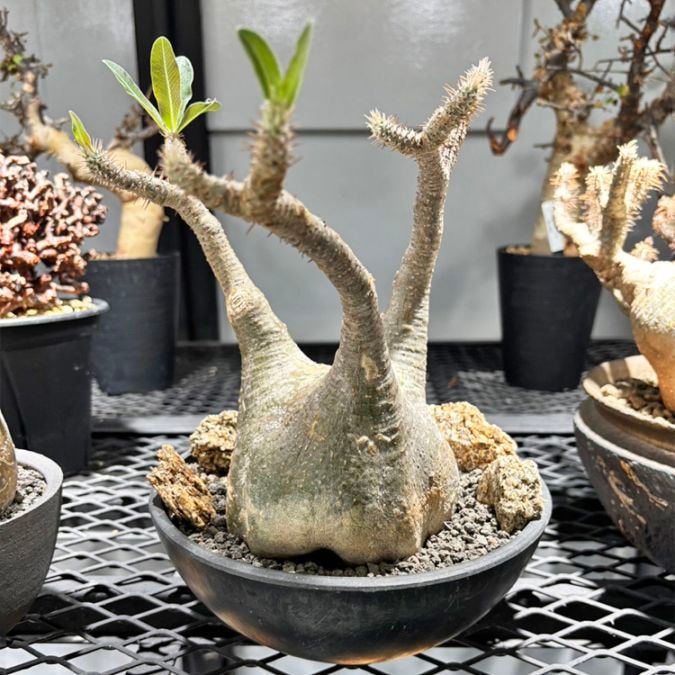 塊根植物【一点物】パキポディウム・グラキリス / 幹幅約11cm×高さ27cm