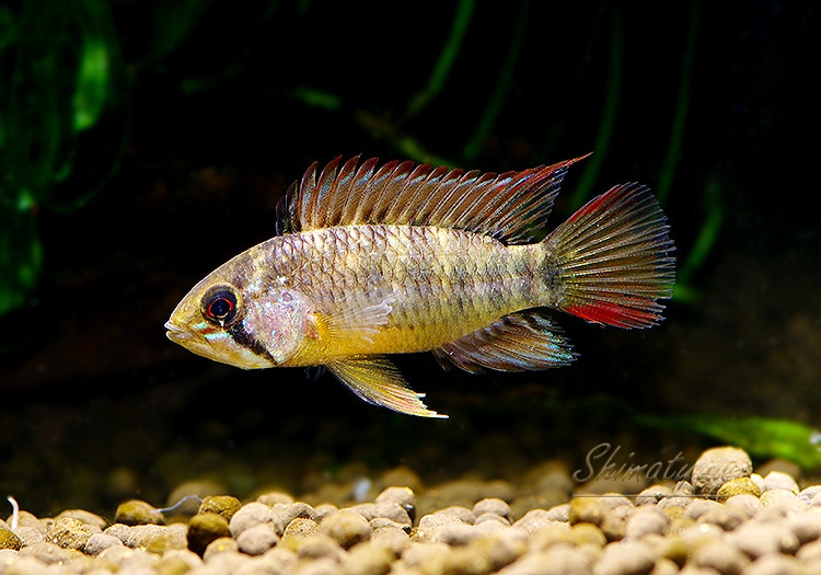 Ap cf. ビエジタⅠ Z17 新産地 WILD 小サイズ 1Pr | アピスト