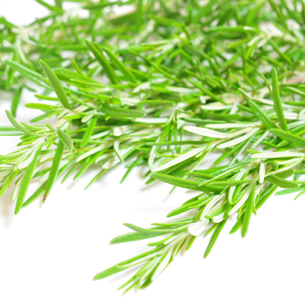 フレーバーライフ】ローズマリー｜エッセンシャルオイル（精油・アロマ