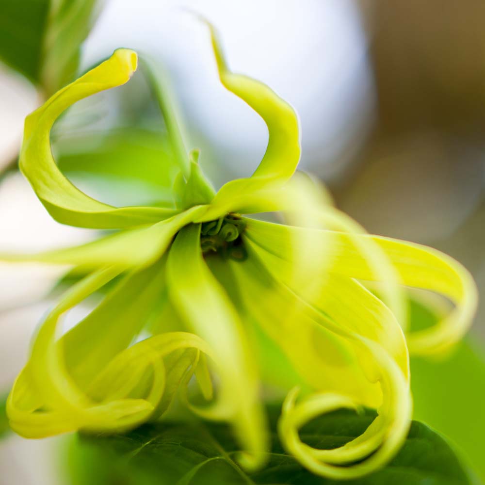 フレーバーライフ】イランイラン エクストラ｜エッセンシャルオイル