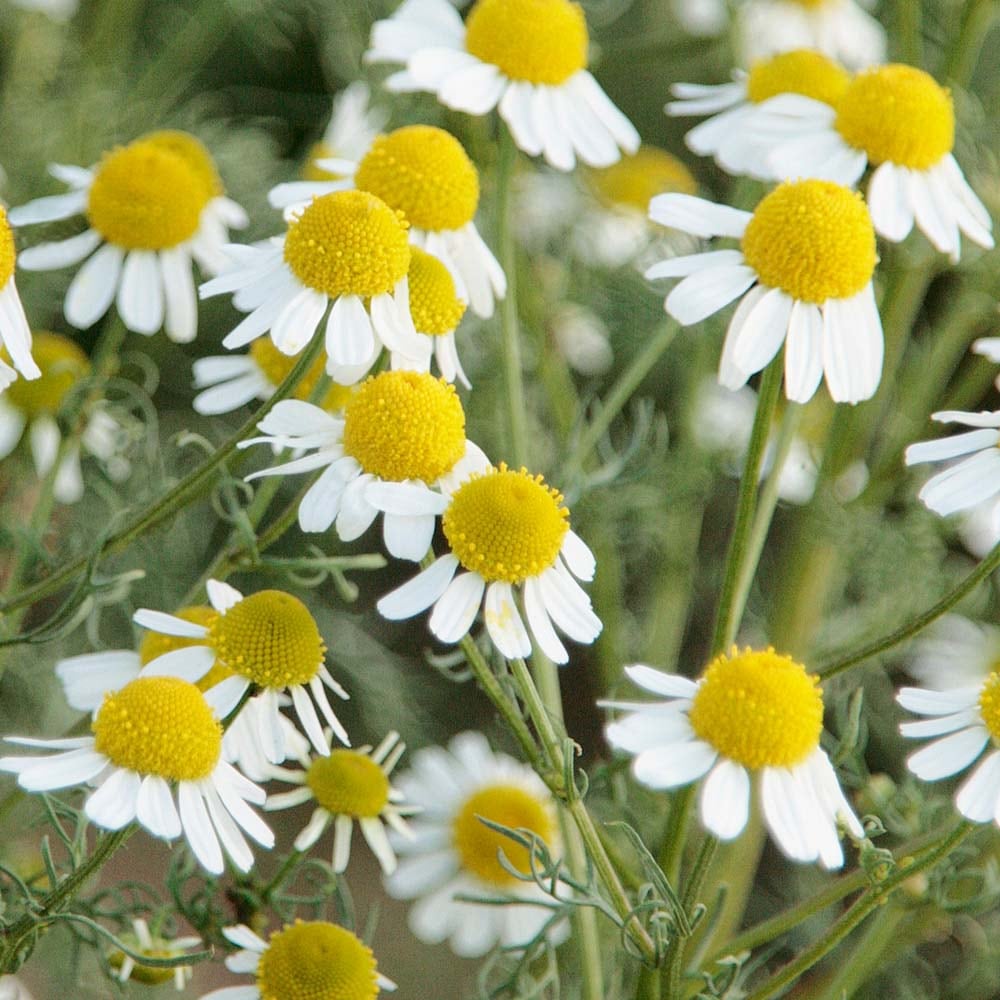 フレーバーライフ】カモマイル・ローマン｜エッセンシャルオイル（精油