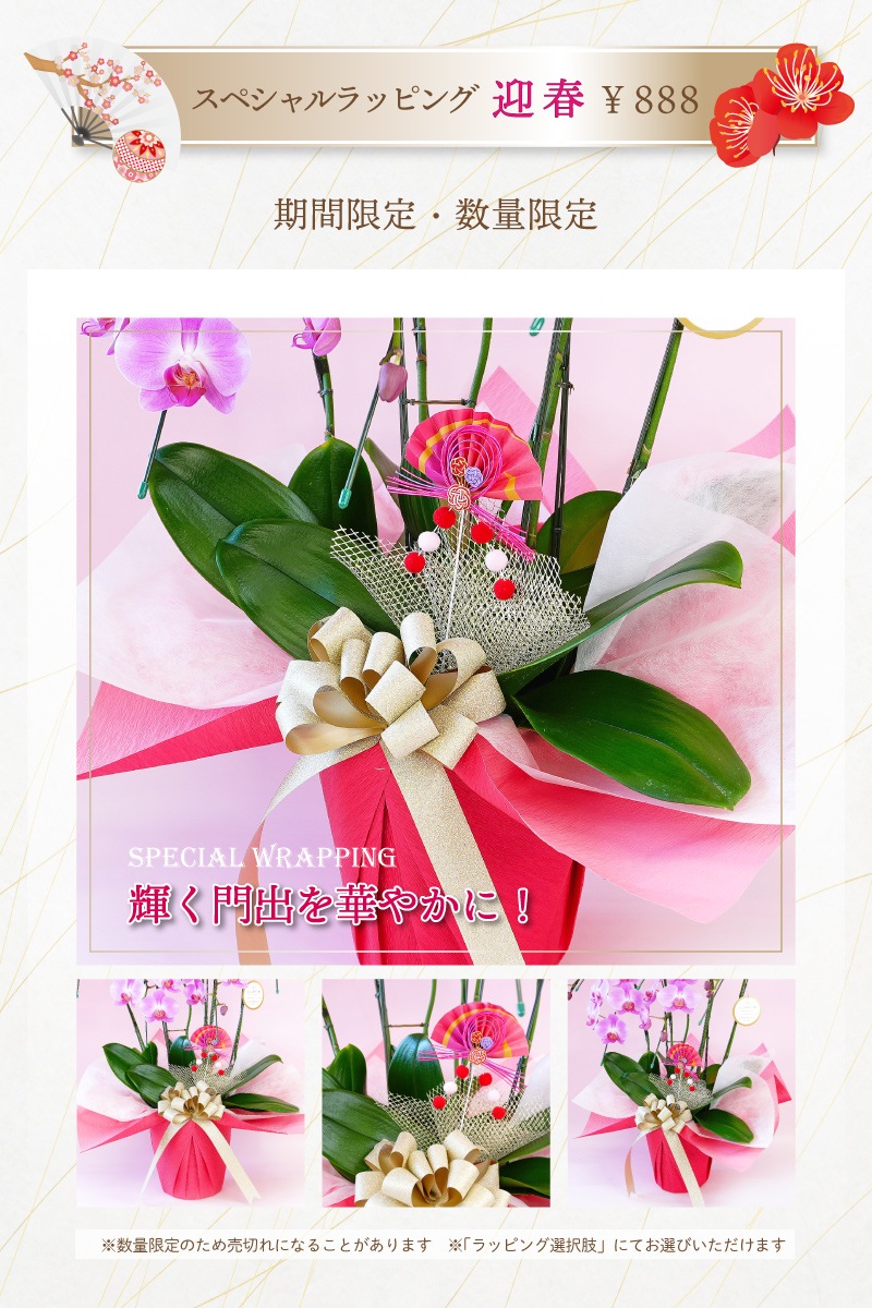 大輪胡蝶蘭「白」ラグジュアリークラス 6本立ち 60輪以上 | 大輪胡蝶蘭