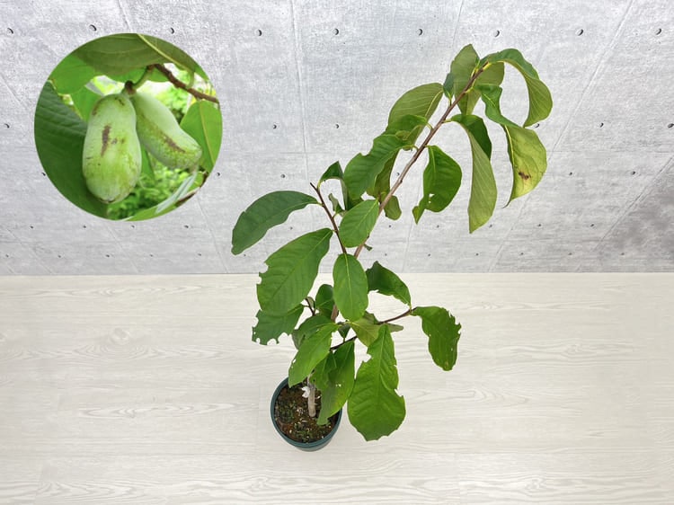 実生 ポポー 35本 接木 台木 ポポーの接ぎ木 | ゆたか農園のブログ