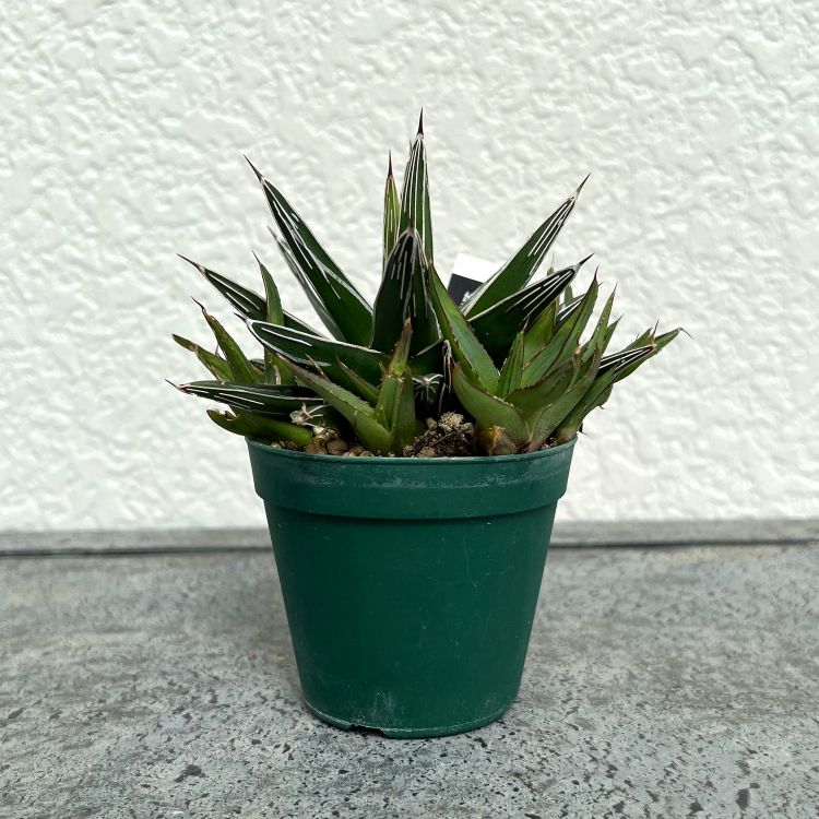 アガベ 姫笹の雪 7cmポット苗 観葉植物 greenery