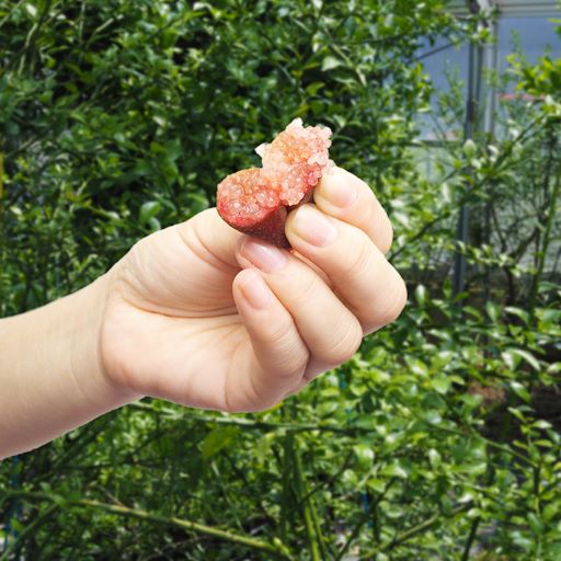 フィンガーライム「ピンク」 接木苗 12cmポリポット 果樹 苗 通販 greenery