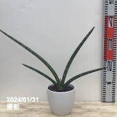 限定3鉢】サンスベリア 7号 ゼラニカハイブリッド｜観葉02-D2 | 観葉