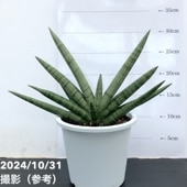 限定3鉢】サンスベリア 7号 ゼラニカハイブリッド｜観葉02-D2 | 観葉