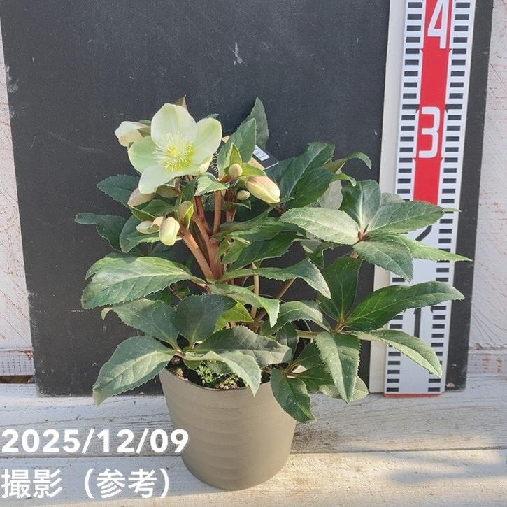 クリスマスローズ ゴールドコレクション 5号 マーロン｜山野04-PA