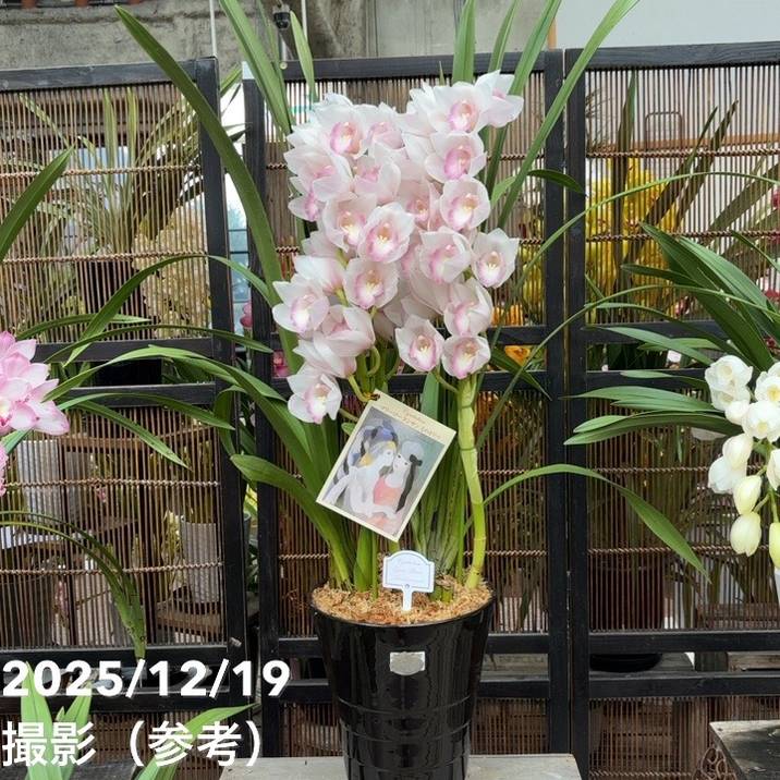 シンビジューム 8号 陶器鉢 3本立 マリーローランサン｜s200｜洋蘭04