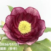 一点物】加藤農園 多弁クリスマスローズ ホワイトアフロディーテ 4.5号