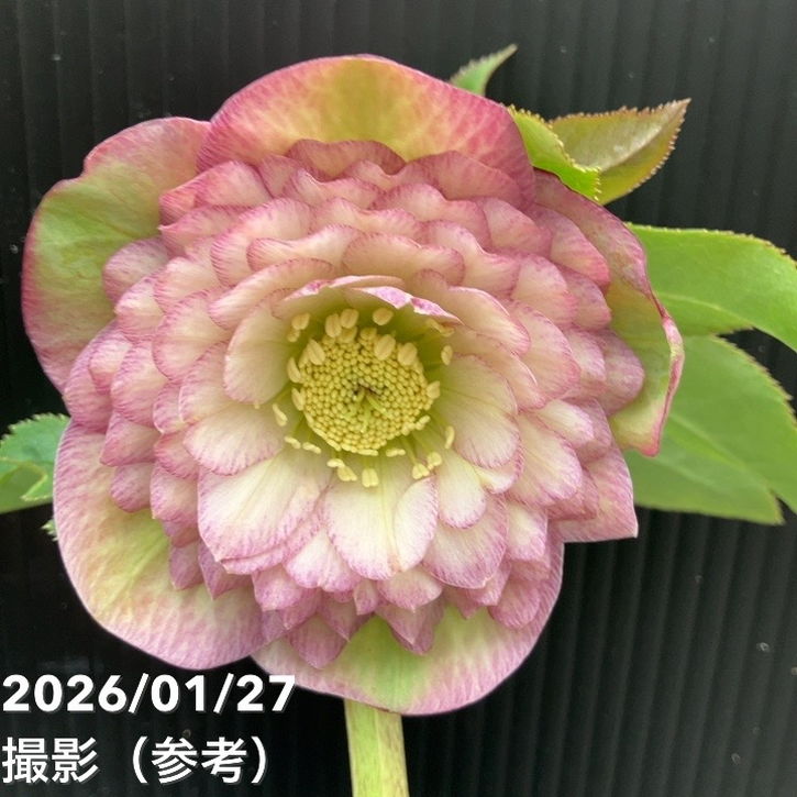 一点物】横山園芸 クリスマスローズ プリマドレス 4.5号（YK10）｜山野