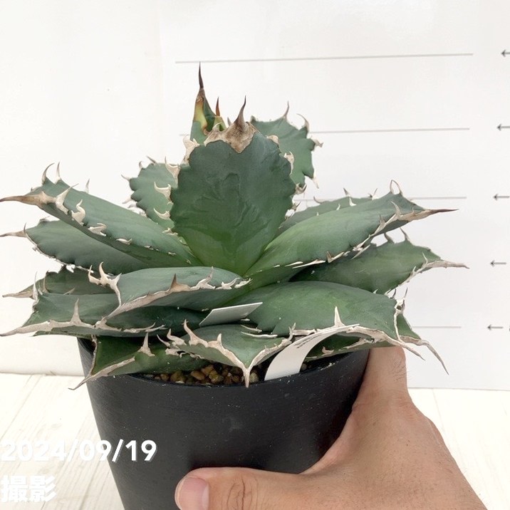 現品お届け】アガベ 5号 チタノタ 福建白鯨（A11）｜観葉01-D1 | 観葉