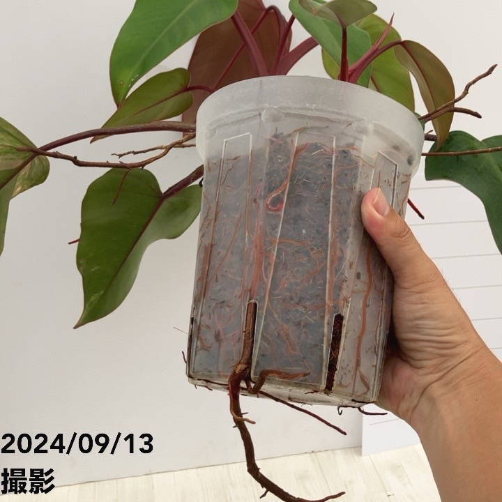 現品お届け】フィロデンドロン ストロベリーシェイク 5号ネガミエル