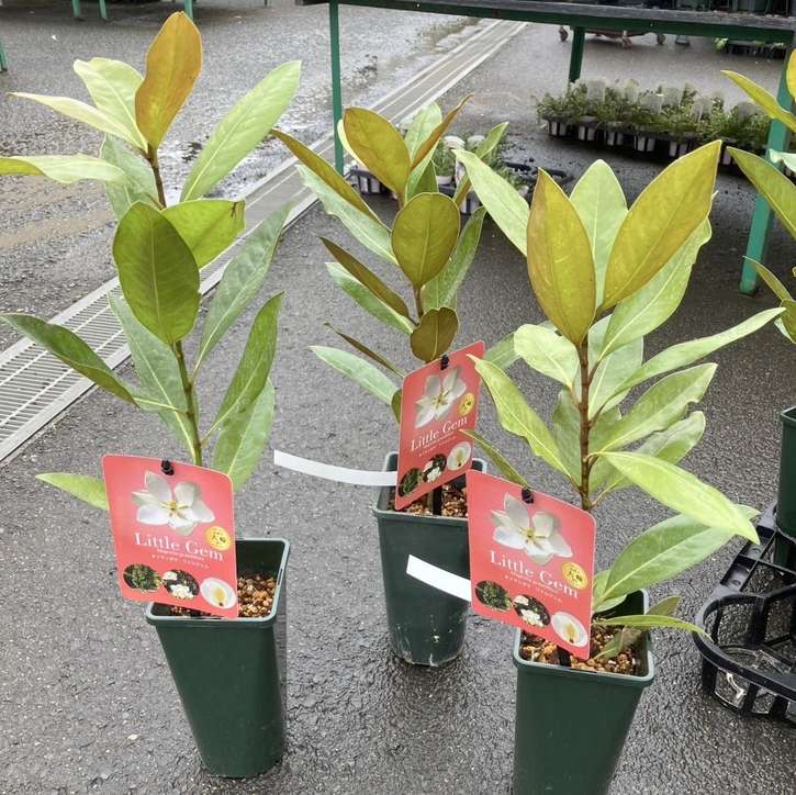 タイサンボク リトルジェム 4号｜花木04-PA | 花木・庭木 | 赤塚植物園