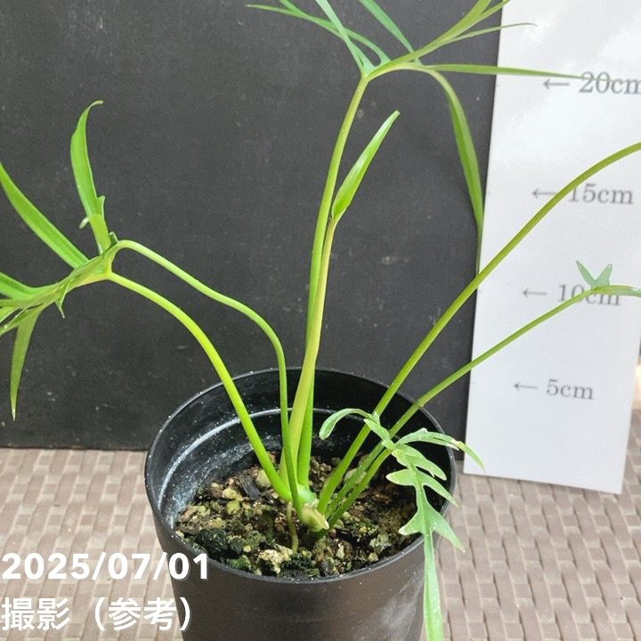 現品お届け】フィロデンドロン ポリポディオイデス 3号 （MI11）｜観葉