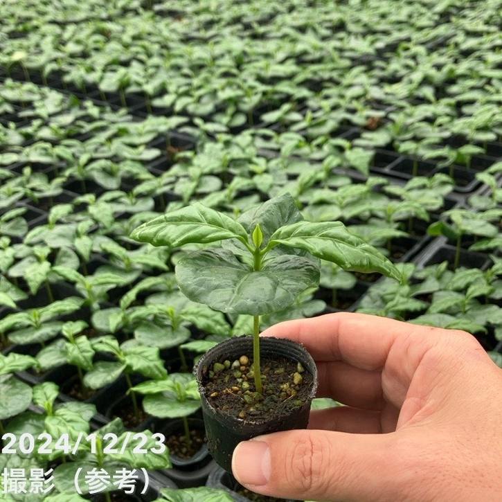 コーヒーの木 2号 10鉢セット｜観葉02-D2 | 観葉・多肉,コーヒーの木