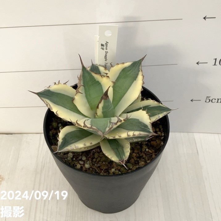 現品お届け】アガベ 4号 暴牙（A14）｜観葉01-D1 | 観葉・多肉,アガベ