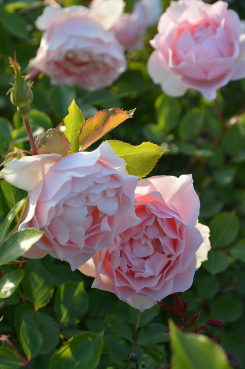 バラ大苗 ローブ・デ・コルテ 7号 ロサ・オリエンティスプログレッシオ