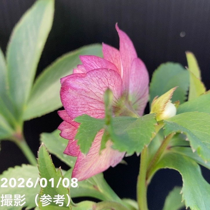 一点物】堀切園 クリスマスローズ ウィンターシンフォニー 5号角鉢