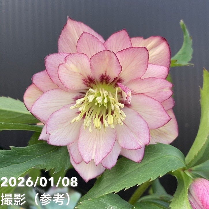 一点物】堀切園 クリスマスローズ ウィンターシンフォニー 5号角鉢