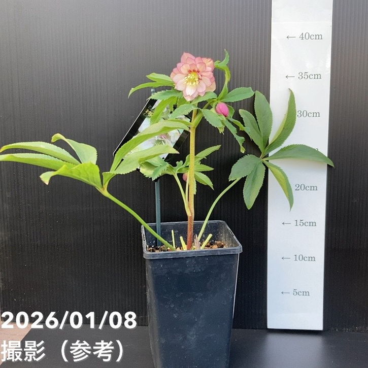 一点物】堀切園 クリスマスローズ ウィンターシンフォニー 5号角鉢