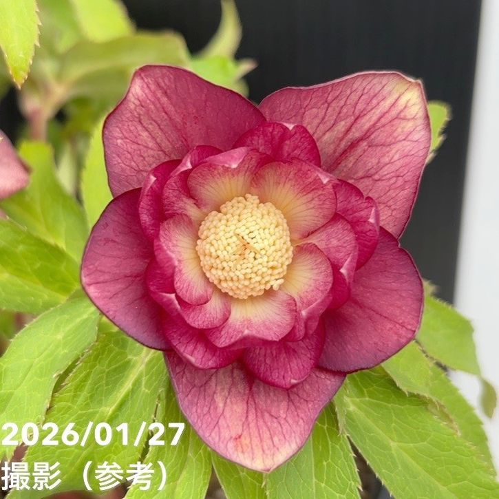 一点物】広瀬園芸 クリスマスローズ 6号（HR5）｜山野04-PA | 草花