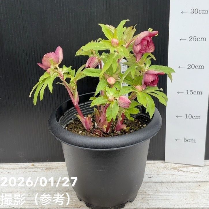 一点物】広瀬園芸 クリスマスローズ 6号（HR5）｜山野04-PA | 草花