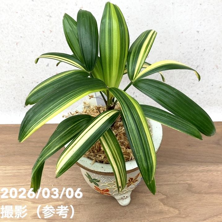 現品お届け】観音竹 カンノンチク 飛鳥錦 あすかにしき 錦鉢（K13