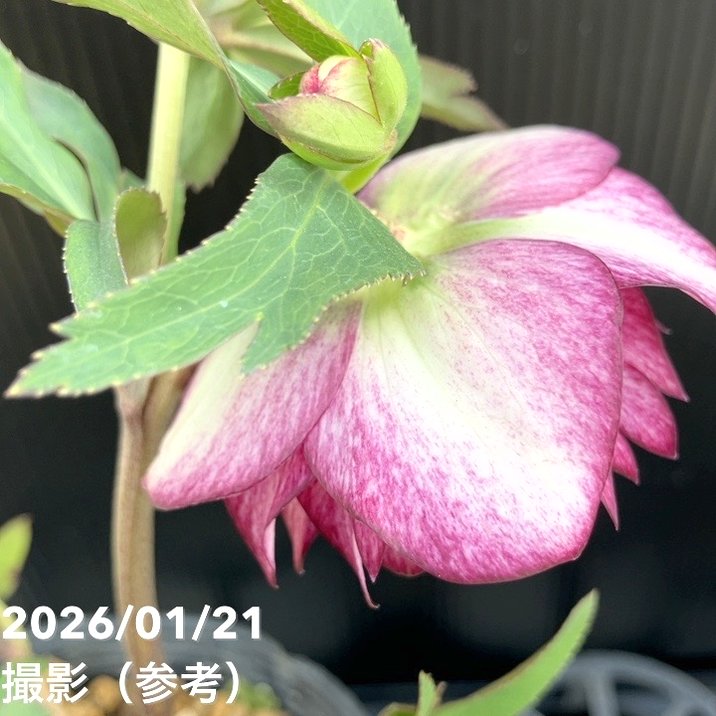 お買い得一点物咲き進み株】加藤農園 クリスマスローズ グロッシー