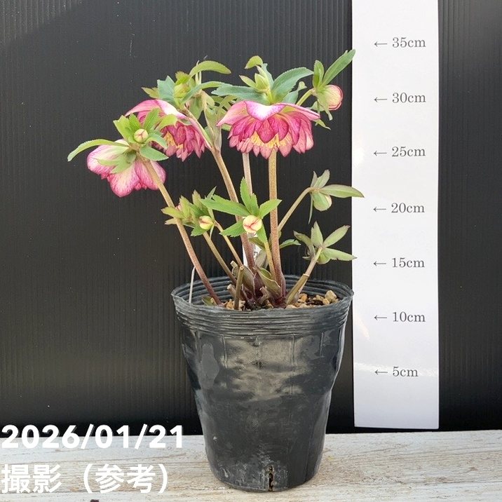 お買い得一点物咲き進み株】加藤農園 クリスマスローズ グロッシー