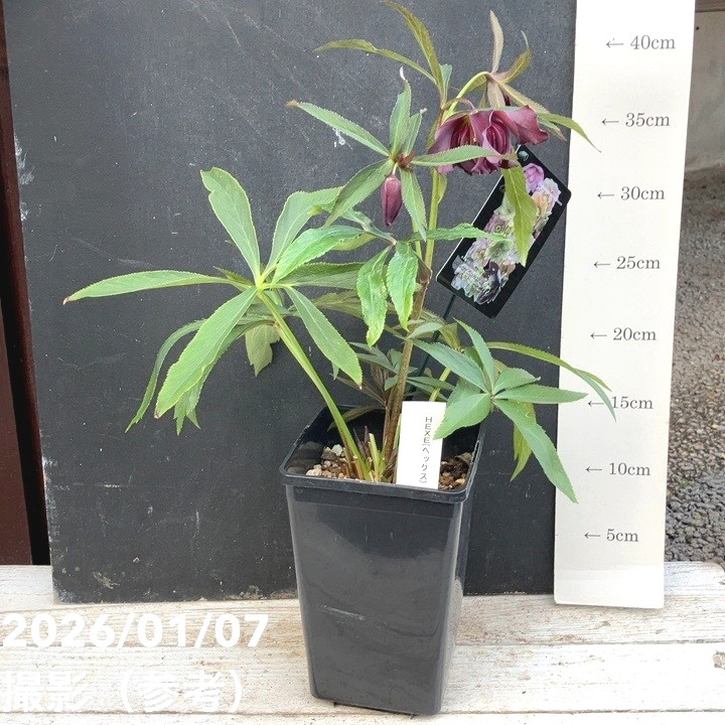 一点物】堀切園 クリスマスローズ ウィンターシンフォニー HEXE