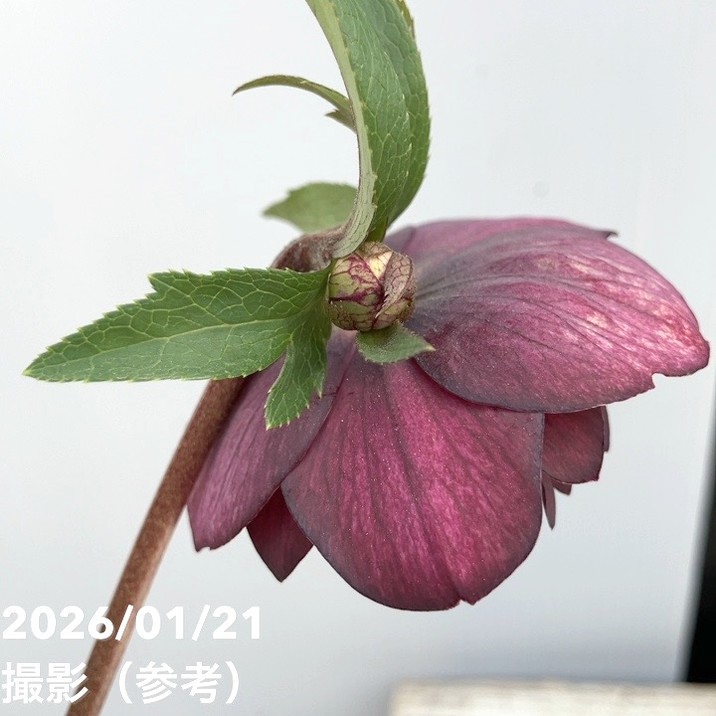 一点物】加藤農園 クリスマスローズ フレグランスクリスマスローズ 4.5