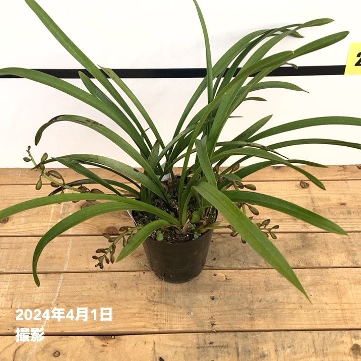 限定2鉢】＜まもなく開花～開花中 花芽5個＞キンリョウヘン 4号（原種