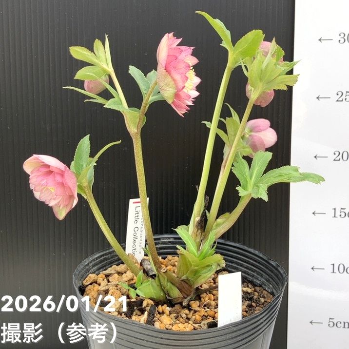 一点物】加藤農園 クリスマスローズ Little Collection 4.5号（KT20