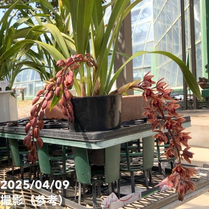 花芽2個＞フォアゴットンフルーツ 4号｜ミツバチ蘭｜洋蘭10-TU | 草花