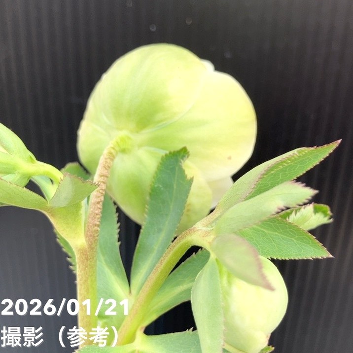 一点物】加藤農園 クリスマスローズ フレグランスクリスマスローズ 4.5