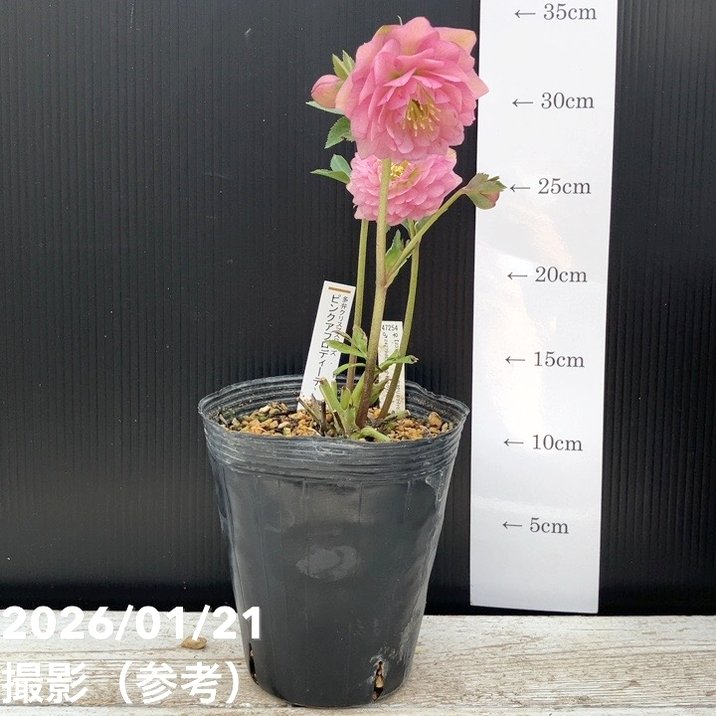 一点物】加藤農園 クリスマスローズ ピンクアフロディーテ 4.5号（KT15