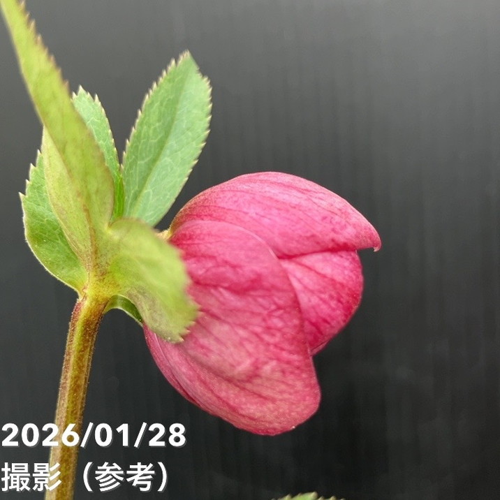 お買い得一点物咲き進み株】加藤農園 艶々系クリスマスローズ キラメキ