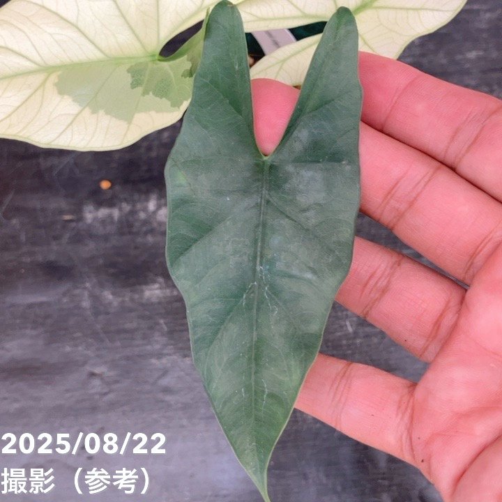 現品お届け】アロカシア シンポ アルボ Alocasia simpo albo variegata