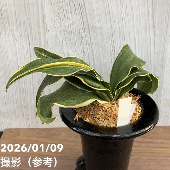 青い鳥 万年青鉢用金枠 豊明園 / 2042,白地七宝古代金竜 万年青楽鉢