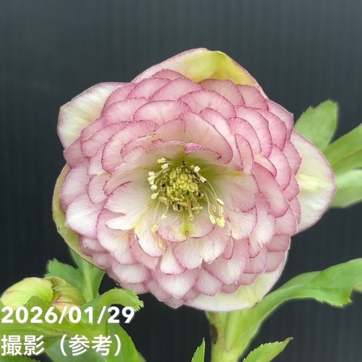 一点物】加藤農園 クリスマスローズ アフロディーテプリマヴェーラ 4.5