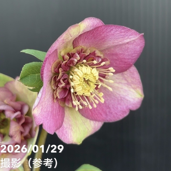 一点物】加藤農園 クリスマスローズ アンティークモーリー 4.5号（KT90